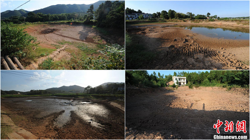 8月1日,湖南省湘潭縣的涓水河斷流,排頭鄉(xiāng)仁陂村稻田龜裂,山塘干涸,嚴(yán)重影響了周邊居民的生活。據(jù)湖南省防汛抗旱指揮部辦公室最新發(fā)布稱,截止7月31日,湖南共有107個(gè)縣市區(qū)1179萬(wàn)畝農(nóng)作物受旱(重旱330萬(wàn)畝、干枯110萬(wàn)畝),近129萬(wàn)人、61萬(wàn)頭大牲畜因旱出現(xiàn)臨時(shí)飲水困難,367條溪河斷流、347座小型水庫(kù)、9.34萬(wàn)處山塘干涸。圖為排頭鄉(xiāng)仁陂村的眾多山塘已干涸。(拼版圖片) 楊華峰 攝