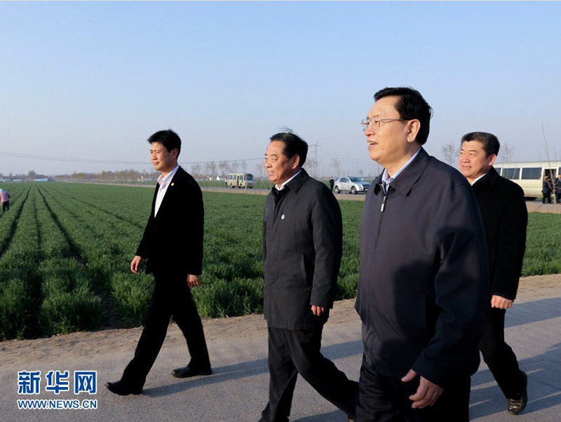 4月15日至17日，中共中央政治局常委、全國(guó)人大常委會(huì)委員長(zhǎng)張德江在山東調(diào)研。這是4月16日，張德江在淄博市桓臺(tái)縣唐山鎮(zhèn)小麥高產(chǎn)示范田考察。新華社記者 丁林 攝