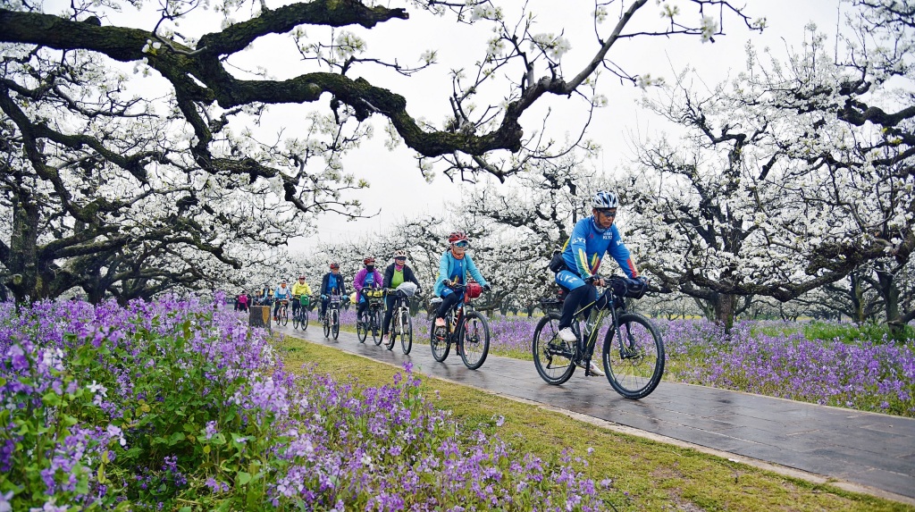每年四月初，碭山縣萬(wàn)頃梨花開(kāi)放，成為巨大的天然花園。