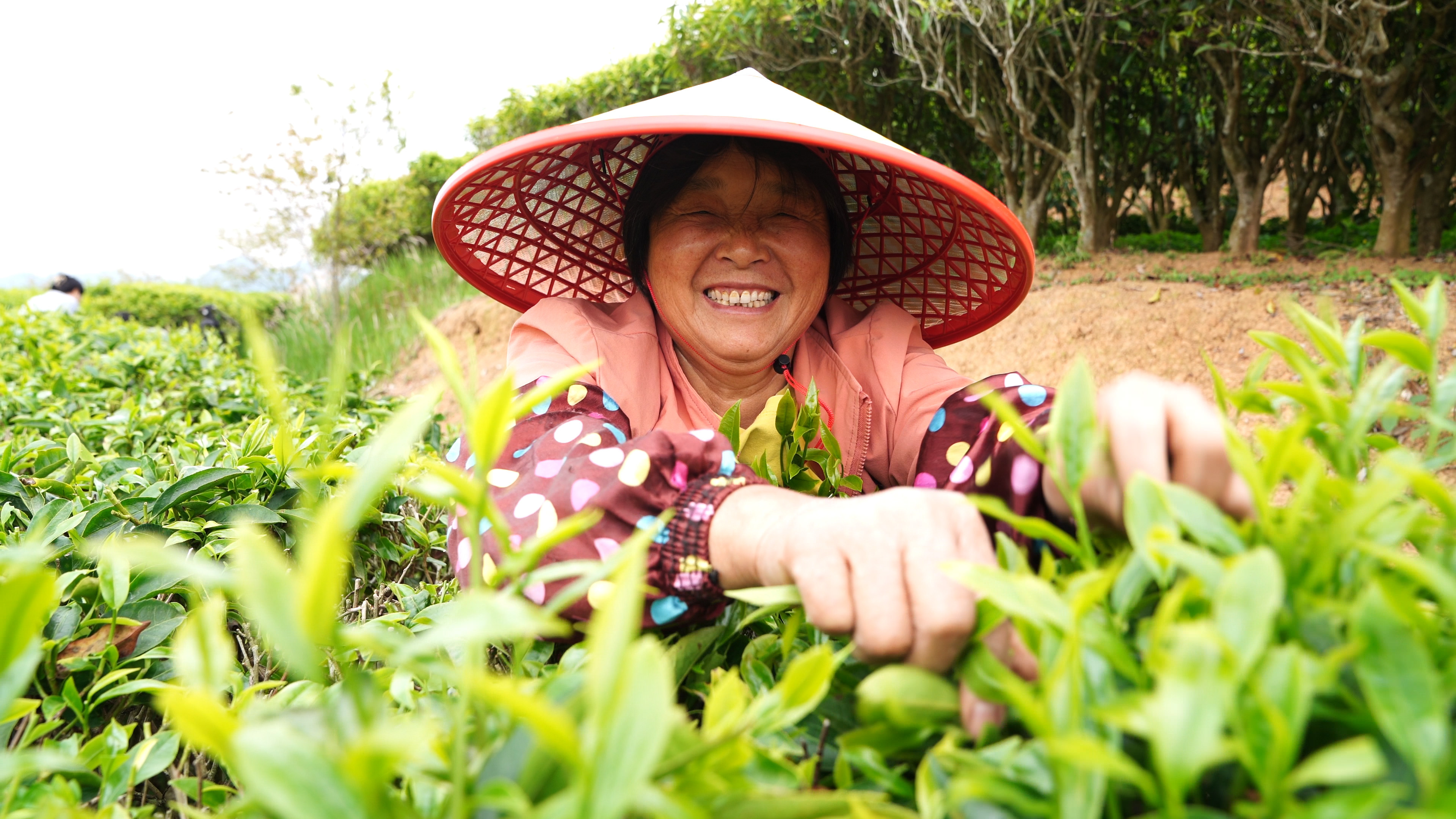 梅縣區(qū)梅西鎮(zhèn)茶農搶抓農時採茶忙。