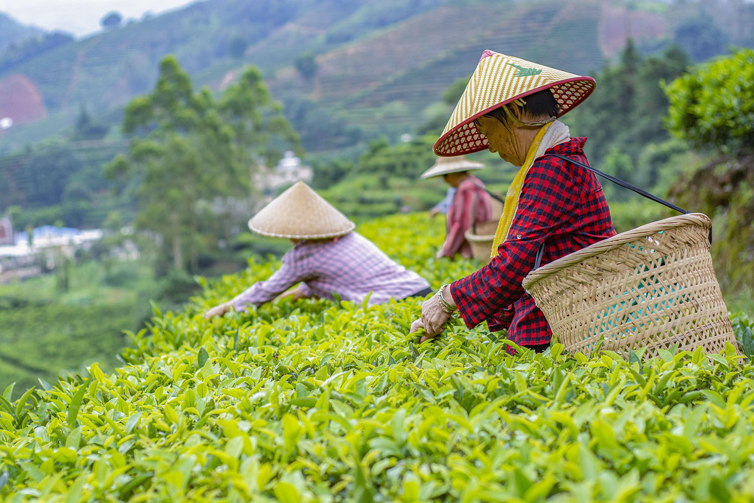 饒平縣浮濱鎮(zhèn)嶺頭村，茶農(nóng)背著竹簍，正忙著採茶。王舜平 攝