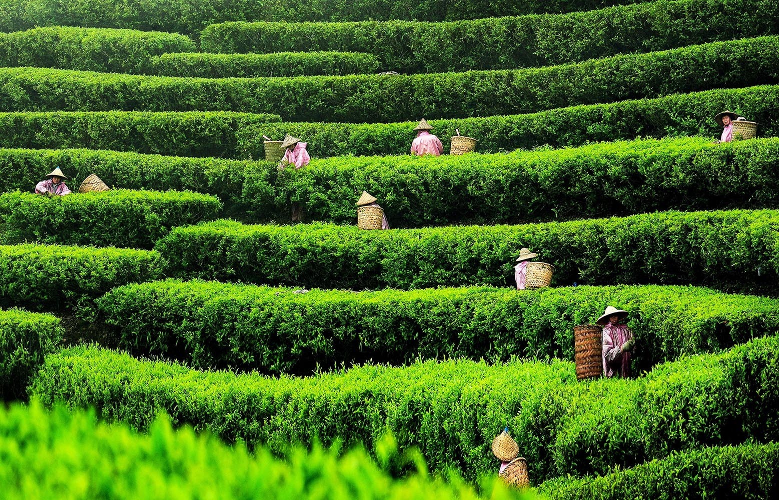 饒平縣浮濱鎮(zhèn)嶺頭村茶山，茶農(nóng)正忙著採茶。楊義和 攝