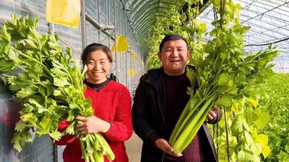 青銅峽市峽口鎮(zhèn)趙渠村的蔬菜大棚裡，芹菜長勢喜人。魏鵬 攝