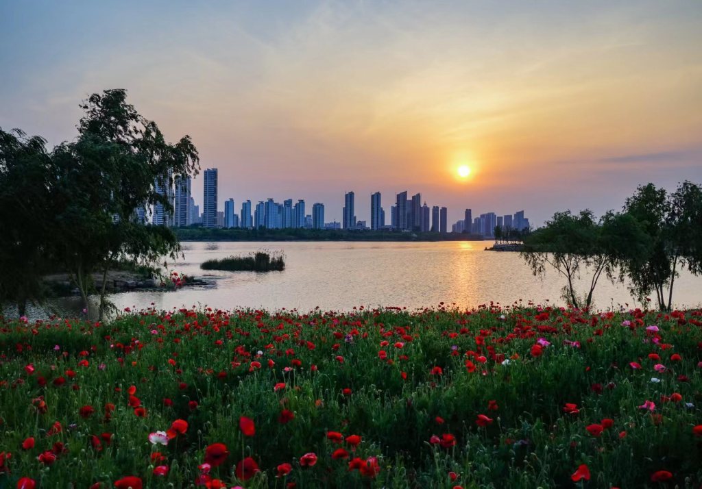 夕陽(yáng)下的花海
