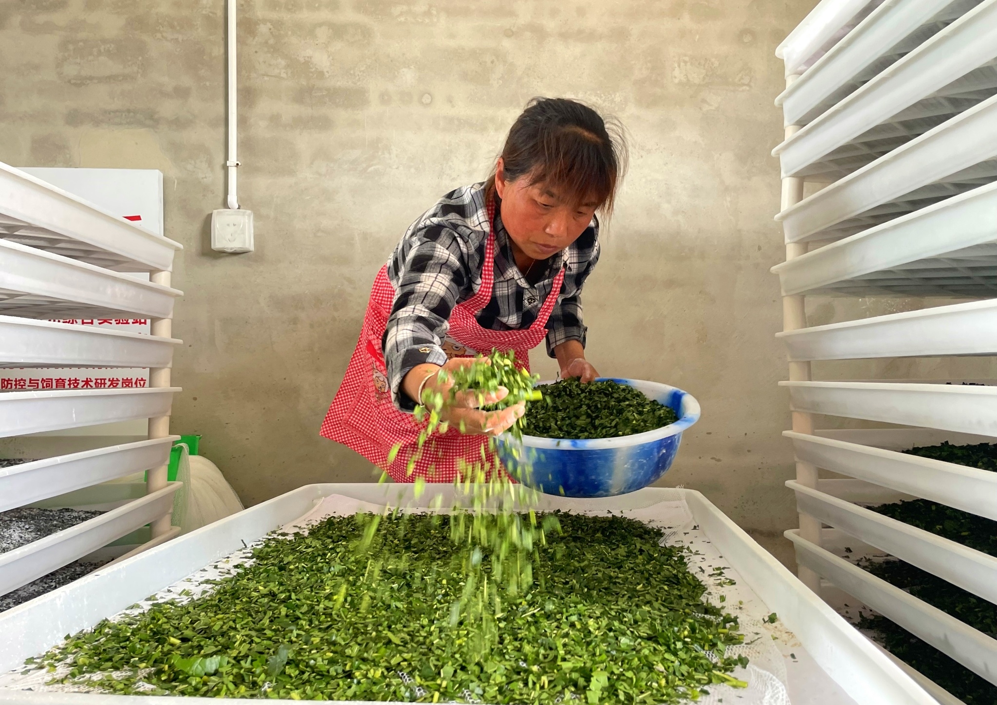 高縣嘉樂鎮(zhèn)人民村，工人細(xì)心給小蠶喂食桑葉。