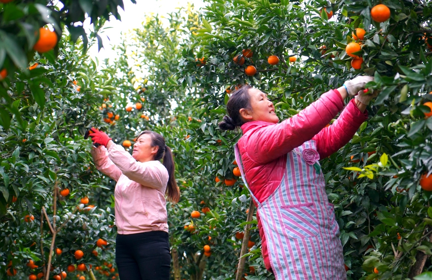高縣來復(fù)鎮(zhèn)太平村，村民們忙著採(cǎi)摘沃柑，一派豐收的喜悅。