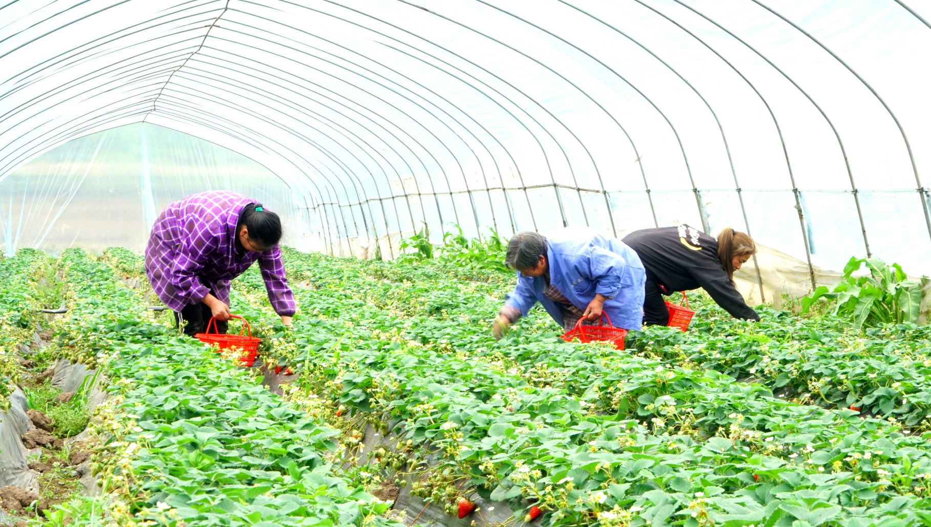高縣來復(fù)鎮(zhèn)新農(nóng)村，村民們?cè)诖笈镅e採(cǎi)摘草莓。