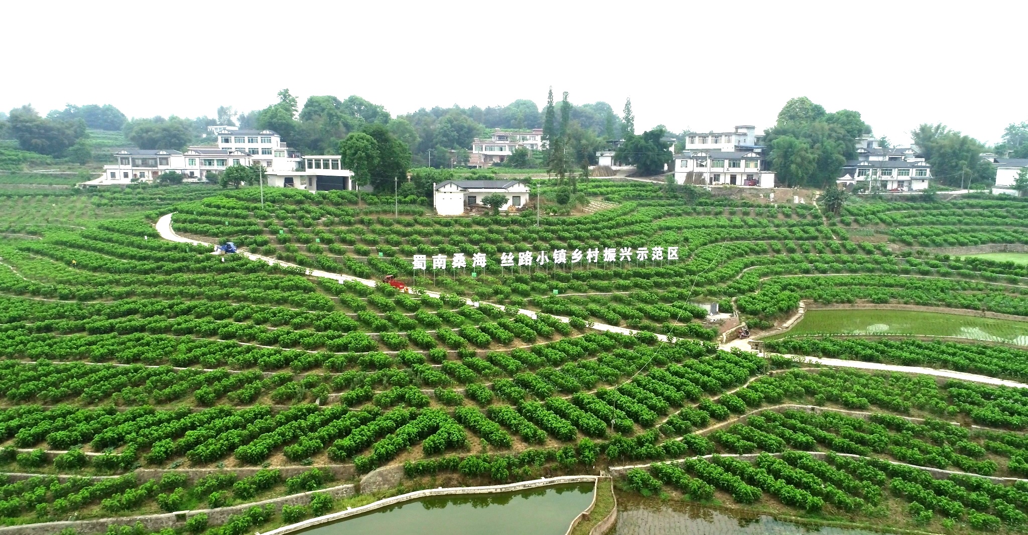 仲夏時(shí)節(jié)，高縣嘉樂鎮(zhèn)人民村一派綠意盎然，成片桑園隨風(fēng)起伏。