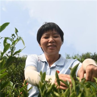   祝雪蘭：帶動群眾增收    　　讓近千名茶產業(yè)從業(yè)者掌握了傳統制茶工藝，被鄉(xiāng)親們親切地稱為“祝師傅”。    