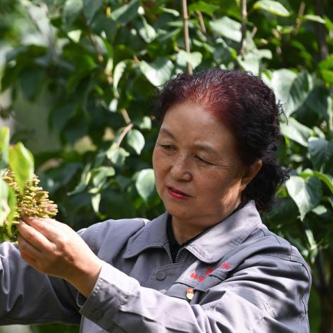   張錦梅：堅守換來綠夢成真    　　日復一日，在張錦梅和一批林業(yè)專家的努力下，西寧建成全國首個丁香國家林木種質資源庫。    