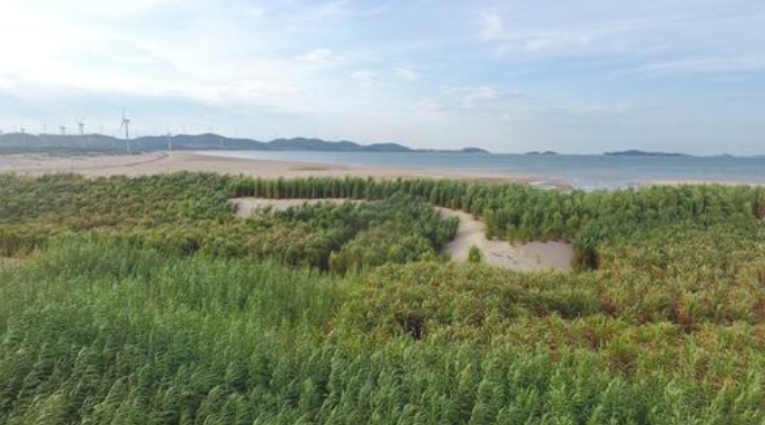 跨越山海的“幸福草”2021年11月19日，在第三次“一帶一路”建設(shè)座談會上，習近平回憶起一件往事——在福建工作期間，習近平接待了來訪的巴布亞新幾內(nèi)亞東高地省省長拉法納瑪?！拔蚁蛩榻B了菌草技術(shù)，這位省長一聽很感興趣。我就派《山海情》里的那個林占熺去了?！本?，正是在習近平的推動下，為“閩寧合作”打開了一扇門。