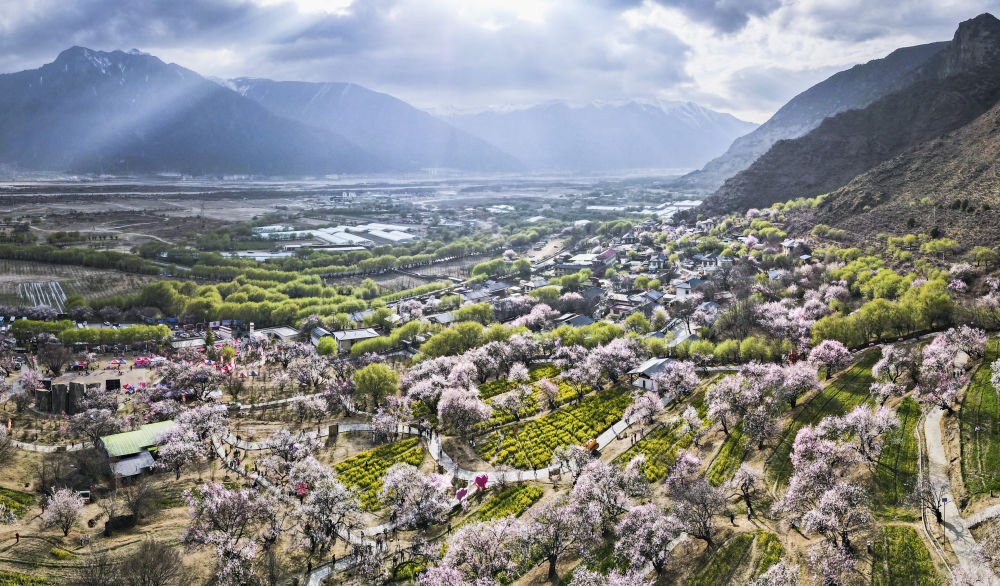 嘎拉村桃花（無人機照片）。嘎拉村緊鄰川藏公路，被稱為西藏“桃花第一村”。圖片來源 新華社