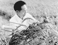 袁隆平：依靠科學技術(shù)進步就能養(yǎng)活中國