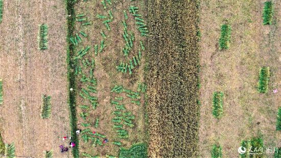 ຣʡԴhSW(wng) Mz