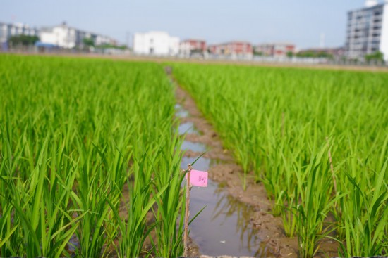 水稻基地。江帆攝