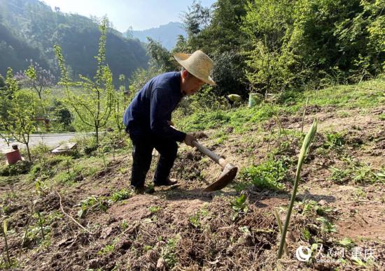 陳朋在黃精地裡鋤草。人民網(wǎng) 劉政寧攝