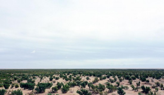 (jng)^(gu)o(h)˹Nֲ֏(f)GɫĲ݈(chng)2023912ՔzAӛƽ z