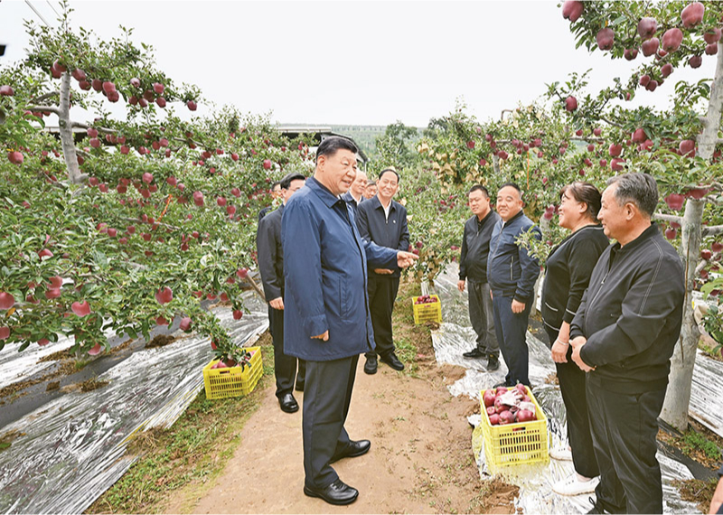 2024年9月10日至13日，中共中央總書記、國(guó)家主席、中央軍委主席習(xí)近平在甘肅考察。這是11日上午，習(xí)近平在天水市麥積區(qū)南山花牛蘋果基地考察時(shí)，走進(jìn)果林了解相關(guān)種植、技術(shù)和管理情況。 新華社記者 謝環(huán)馳/攝